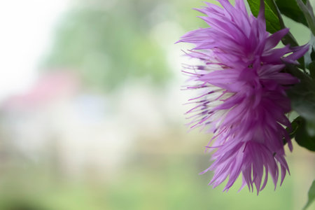 Cornflower on the background of the window. Flower of the wolf close-up against the background of a bright window. A large cornflower flower is purple in color with a light core.の写真素材