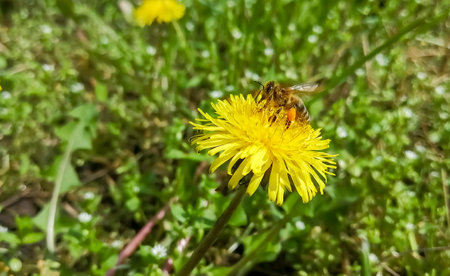 The bee collects pollen from the dandelion. On a dandelion flower sits a bee covered with pollen. Collection of pollen by bees.の写真素材