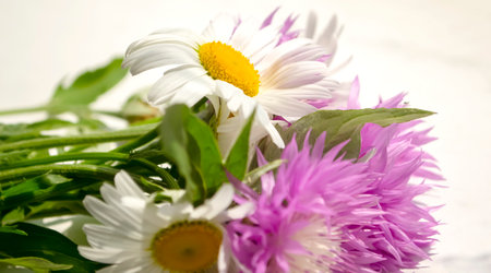 Daisies and cornflowers close-up with bright shadows. Close-up wildflowers on white background. In bright sunlight, a photo of wildflowers on white.の写真素材