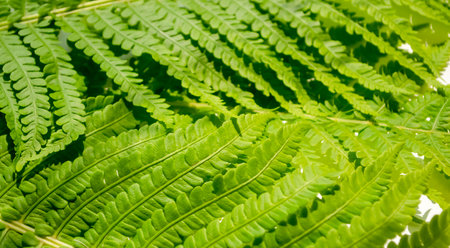 Fern leaves close-up. beautiful fern leaves. Green fern leaves as a background.の写真素材