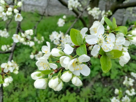 The fruit tree blooms with white flowers. Chicken pear in early spring.の写真素材