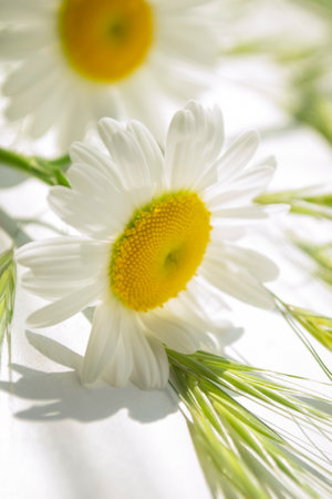 Bright daisies lie on a light background. Lots of light daisies. Bright, light photo of large daisies.の写真素材