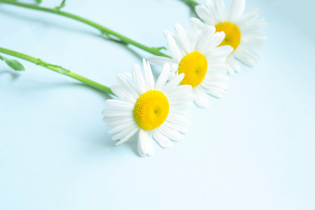 Three large daisies on a blue background. On a pale blue table lie in a row three daisies. Big beautiful daisies on the table.の写真素材