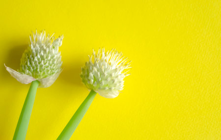 Onion inflorescences on a yellow background. On the yellow one there are two buds with allium seeds.の写真素材