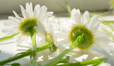 Bright, light photo of large daisies. Bright daisies lie on a light background. Lots of light daisies.の写真素材