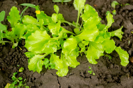 Small bushes of green lettuce. Lettuce grows in the garden. Lettuce seedlings.の写真素材