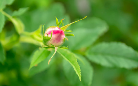 Against the background of greenery, a bud of a pink rose stands out. A beautiful rose has released a bud. pink rosebud.の写真素材
