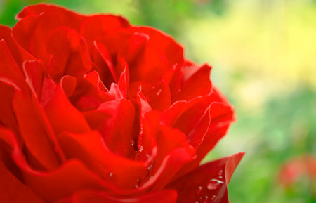 Red rose after rain. There are raindrops on the petals of a scarlet rose. After the rain, there are a lot of drops of water on the rose. Beautiful red rose in the garden.の写真素材