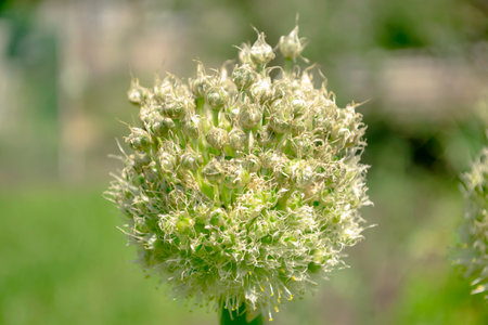 bow arrow. green onion flower. Onion inflorescence close-up. A large onion inflorescence in the garden.の写真素材