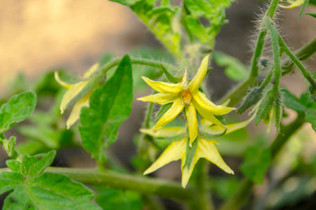 Flowers on a tomato plant. Tomato flowering in spring in the open field. Yellow flowers on tomato - the cultivation of garden crops.の写真素材