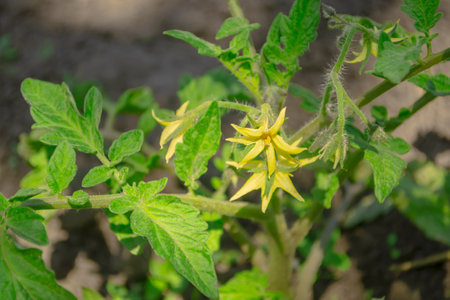 Flowers on a tomato plant. Tomato flowering in spring in the open field. Yellow flowers on tomato - the cultivation of garden crops.の写真素材