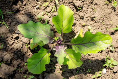 Eggplant is a plant in the open field. Growing eggplant in the garden. Beautiful eggplant leaves in the sun with purple veins.の写真素材