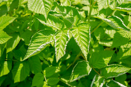 Raspberry leaves curl inward - a sign of a pattina mite. Raspberries are sick. Growing raspberries - pests on the leaves. Raspberries curl leaves - lack of vitamins.の写真素材