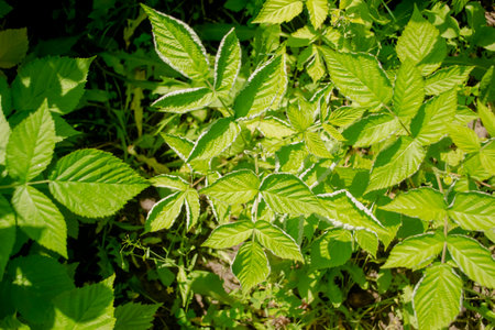 Raspberry leaves curl inward - a sign of a pattina mite. Raspberries are sick. Growing raspberries - pests on the leaves. Raspberries curl leaves - lack of vitamins.の写真素材