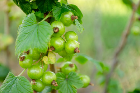 green currant on the bush. The first green berries in spring. Green berries on black currants. The crop ripens on black currant bushes.の写真素材