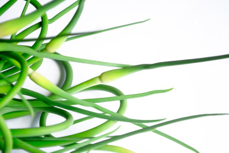Garlic arrows on a white background. Garlic arrows. On the white table are green arrows of garlic. fresh herbs. Chinese cuisine.の写真素材