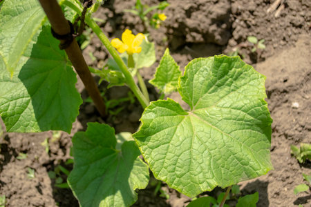 A cucumber bush blooms. The first flowers on cucumbers in summer. Flowering of a low bush of cucumbers.の写真素材