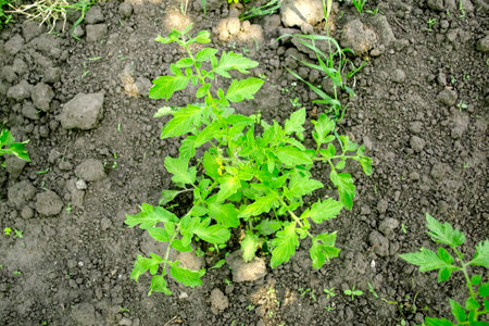 The tomato bush is blooming. Summer of tomatoes in the garden. A green bush of low-growing tomatoes.の写真素材
