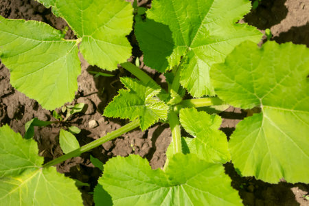 Zucchini bush close-up. Growing zucchini in the garden. Bush zucchini in the garden. Beautiful zucchini bush.の写真素材