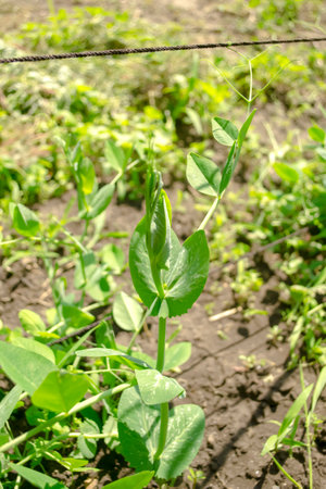 Growing green peas in the garden. Green pea bushes ripen in the garden.の写真素材