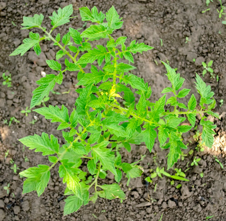 Tomatoes bloom in the open field. Growing tomatoes - the first flowers. Yellow flowers on green bushes of low-growing tomatoes.の写真素材