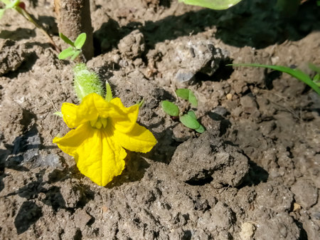 A cucumber flower lies on the ground. Fallen cucumber flowers. A cucumber bush drops flowers.の写真素材