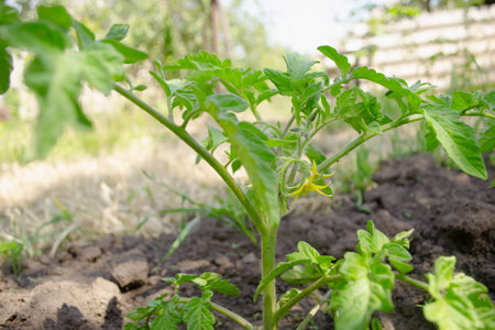 Flowering tomato bush in the open field. Flowers on a tomato bush. The development of a tomato bush in the open field.の写真素材