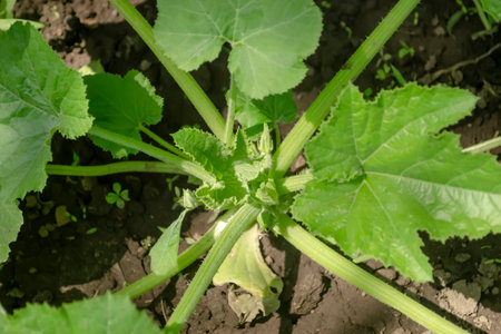 Zucchini bush grows in the open field. A rosette of bush zucchini. Development of a zucchini bush in the open field.の写真素材