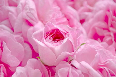 Soft pink roses - background photo. Many of beautiful rosebuds .Lots of pink roses. rosebud in petals.の写真素材