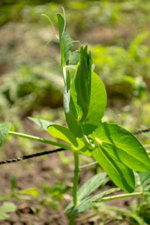 Green peas grow in a bush. A bush of green peas winds along a rope. Young green pea bush in the garden.の写真素材