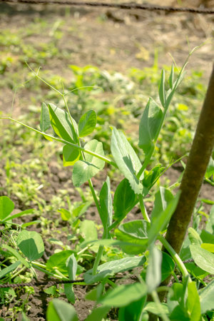 Green peas grow in a bush. A bush of green peas winds along a rope. Young green pea bush in the garden.の写真素材