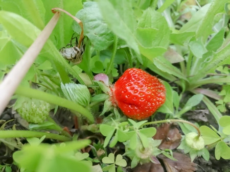 Strawberries among the green grass. Strawberries ripened in the thickets on the bushes. Red strawberries among the greens.の素材 [FY310206765384]