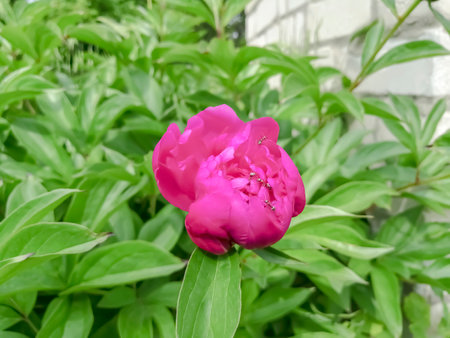 Pink peonies with ants. Ants crawl through the flowers of peonies. Pink peonies bloom.の写真素材