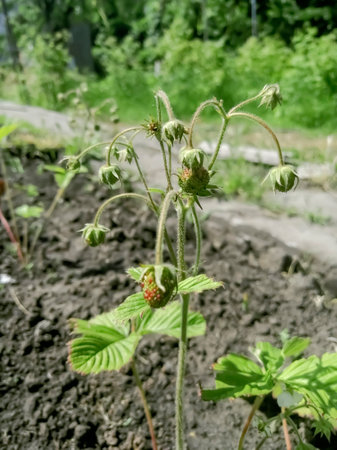 wild Strawberries ripen on a bush. Green wild strawberries on small bushes. Tall stalks of strawberries.の写真素材