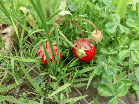 Strawberries among the green grass. Strawberries ripened in the thickets on the bushes. Red strawberries among the greens.の写真素材
