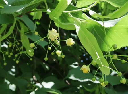 Beautiful linden flowers in a dark green background. Linden blossoms on a tree. Linden blossoms.の写真素材