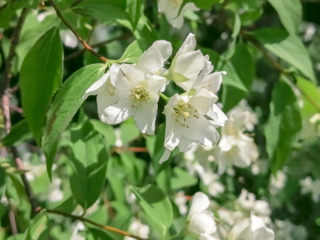 White flowers on a tree. Beautiful white flowers on a large bush. Flowering in spring.の写真素材