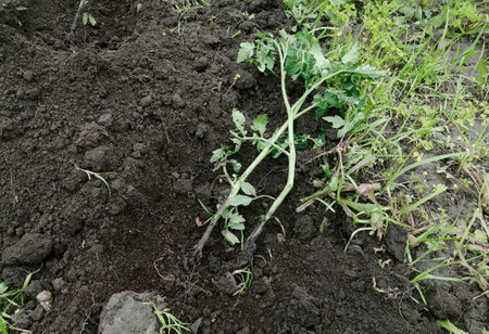 Planting tomato seedlings in open ground. Tomato seedlings in planting holes. Growing tomatoes in the garden.の写真素材