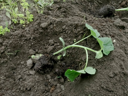 Seedlings of cucumbers for the garden. In the earthen hole lies a cucumber seedling. Cucumber seedlings are transplanted into open ground.の写真素材