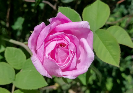 A large pink rose flower on a bush. On a green bush there is a large pink rose.の写真素材