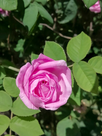 A large pink rose flower on a bush. On a green bush there is a large pink rose.の写真素材