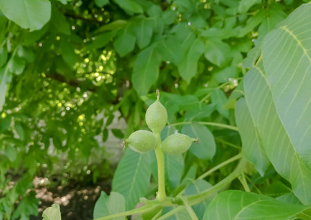 Three walnuts on one stem. Young walnut fruits. The nuts on the tree are small in spring. Three nuts on a branch.の写真素材