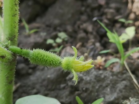 Flowering cucumbers on a bush. Young cucumbers with flowers on a bush in the garden. Growing cucumbers - the first young fruits.の写真素材