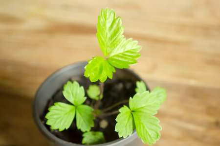 Strawberry seedlings in plastic pots. On a wooden table is a pot with a small strawberry bush. Strawberry seedlings.の写真素材