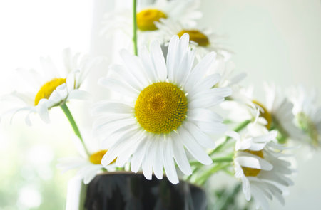 Beautiful daisies in a vase next to the window. On the window are daisies in a vase. Large daisies. He likes not to like - spring daisies for fortune-telling.の写真素材