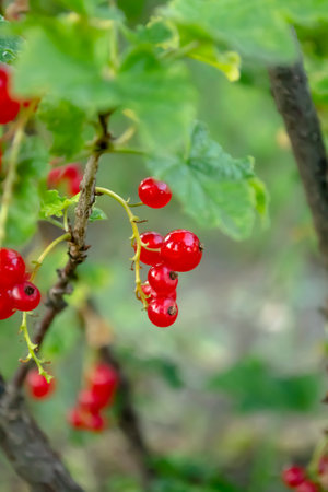 Ripe red currant berries on a green bush. Red currant on a bush.の写真素材