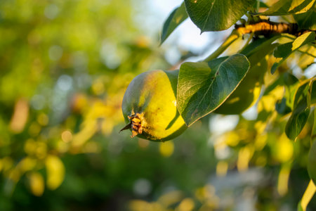 A small pear tree is illuminated by the rising sun. Dlerevo pears at sunrise. A beautiful, warm light falls on the pear.の写真素材