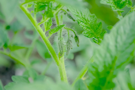 tomato bush blooms. brushes with flowers on tomatoes. Growing tomatoes in the open field.