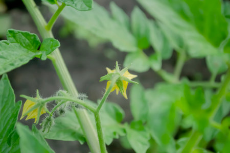 tomato bush blooms. brushes with flowers on tomatoes. Growing tomatoes in the open field.の写真素材
