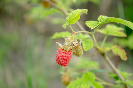 Red raspberries ripen on the bush. Red raspberries on a bush. The summer harvest of raspberries is...